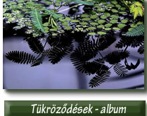 Kürti Dezső - kdezsoe - Tükröződések - kiállítás